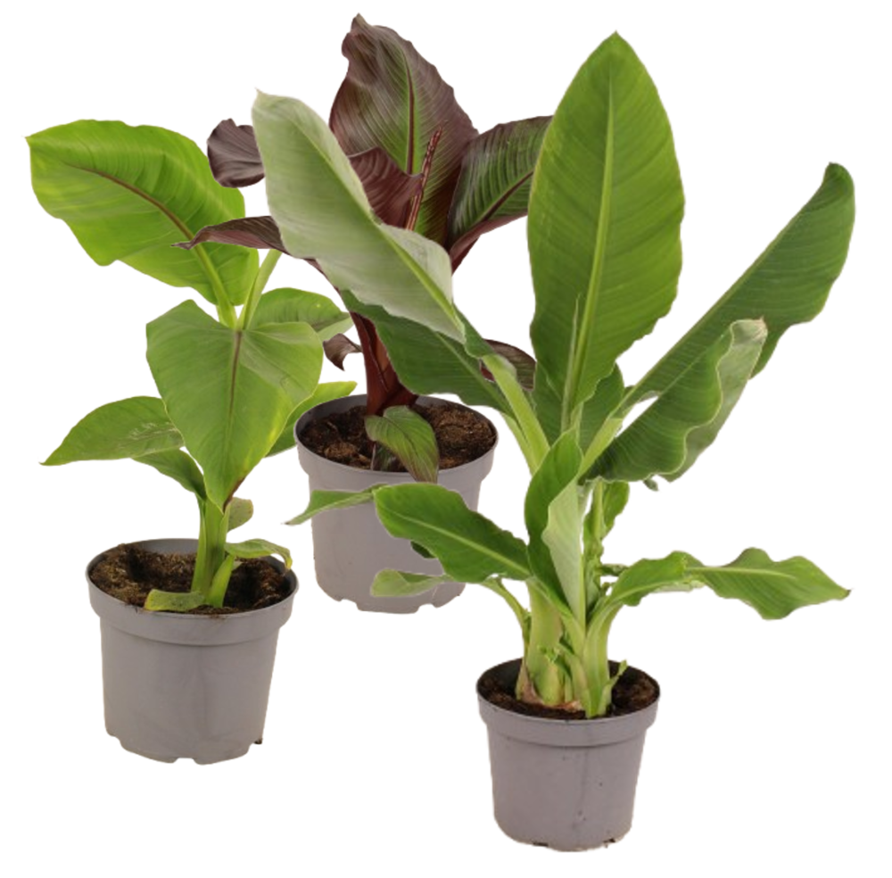BANANIER Pot 4,5 L