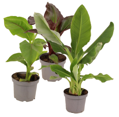 BANANIER Pot 4,5 L