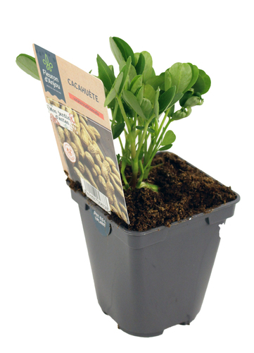 CACAHUETE Pot 0,5 L