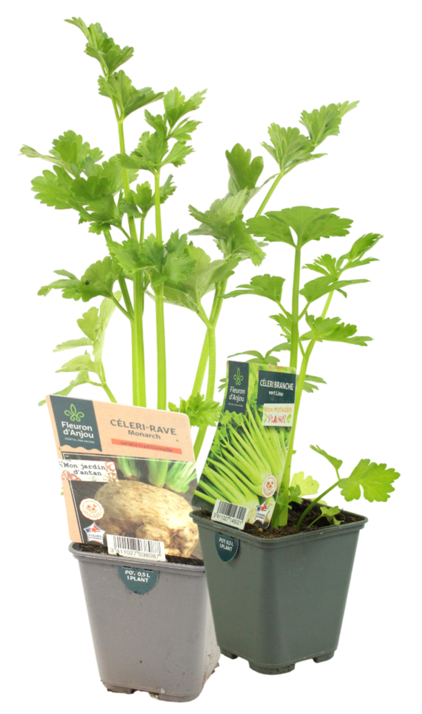 CELERI Pot 0,5 L