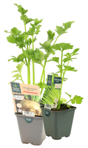 CELERI Pot 0,5 L