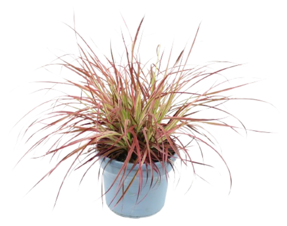 CENCHRUS Pot 4,5 L