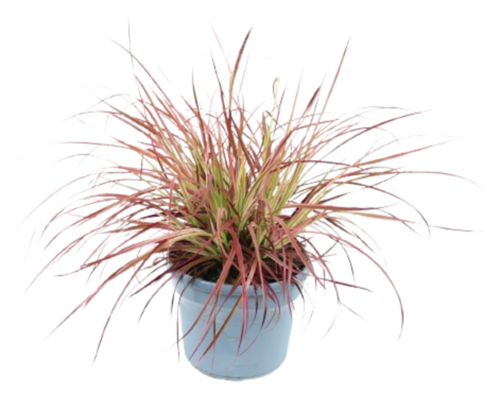 CENCHRUS Pot 4,5 L