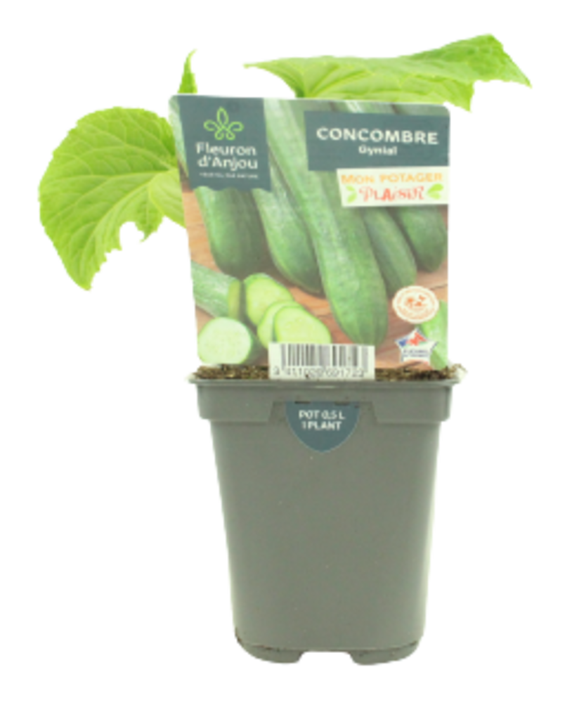 CONCOMBRE Pot 0,5 L