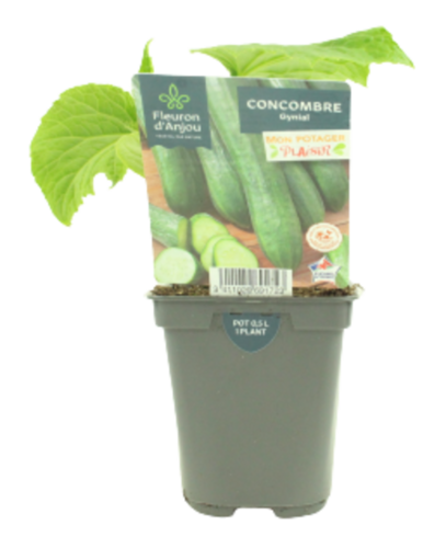 CONCOMBRE Pot 0,5 L