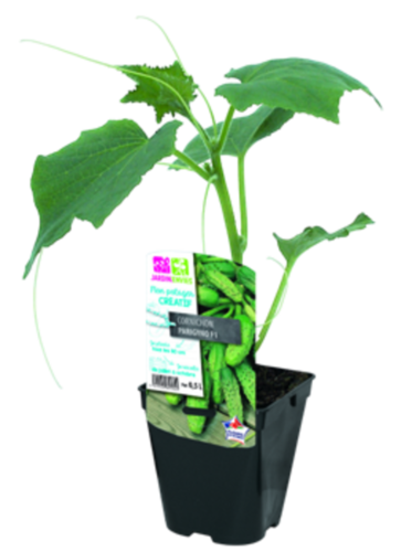 CORNICHON Pot 0,5 L