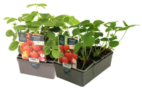 FRAISIER Barq. 6 godets 7 cm