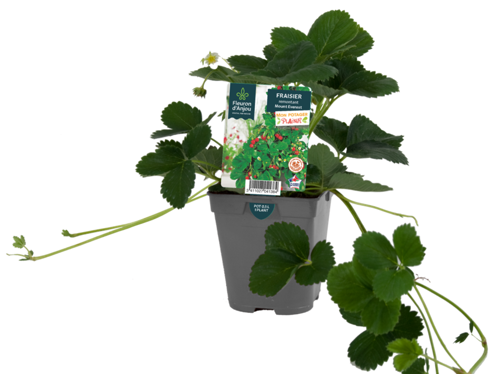 FRAISIER Pot 0,5 L