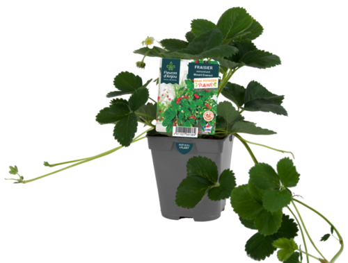 FRAISIER Pot 0,5 L
