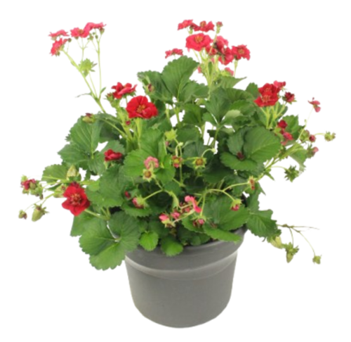 FRAISIER Pot 4 ,5 L