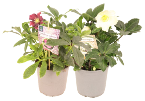 HELLEBORE Pot 14 cm