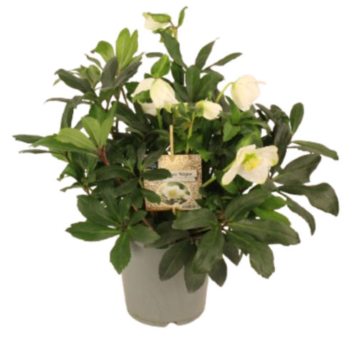 HELLEBORE Pot 17 cm 