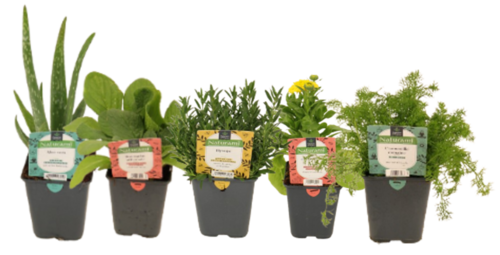 NATURAMI Pot 1 L