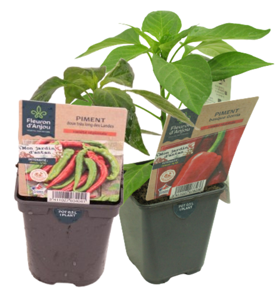 PIMENT Pot 0,5 L