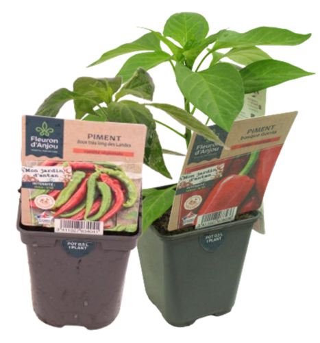 PIMENT Pot 0,5 L