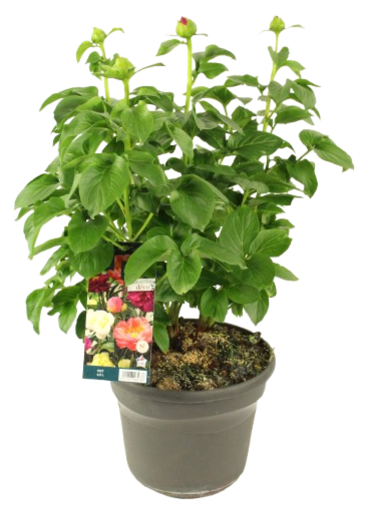 PIVOINE Pot 4,5 L