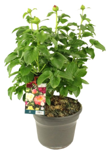 PIVOINE Pot 4,5 L
