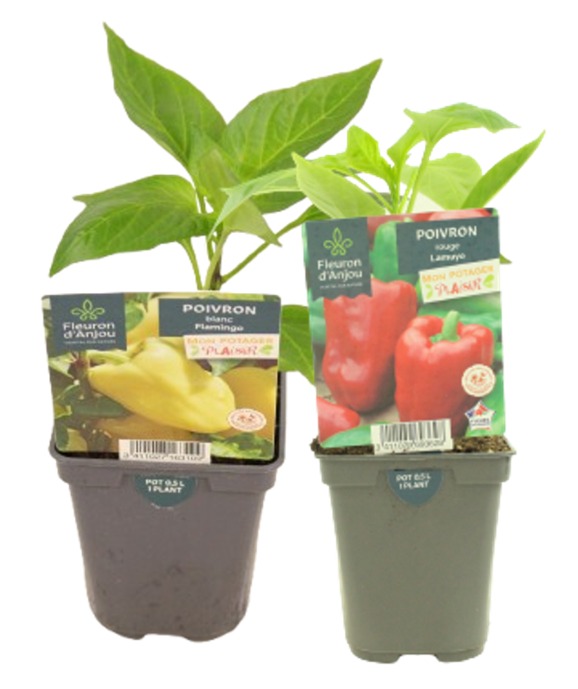 POIVRON Pot 0,5 L