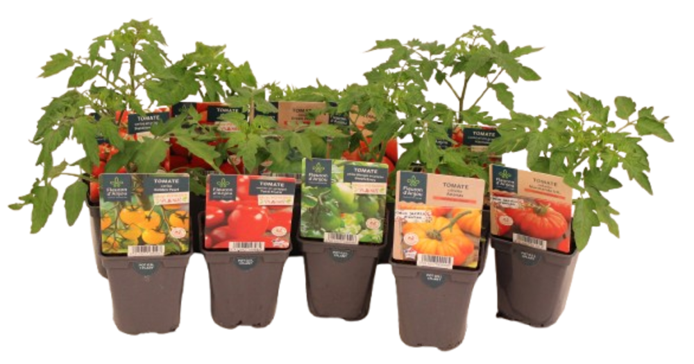TOMATE Pot 0,5 L