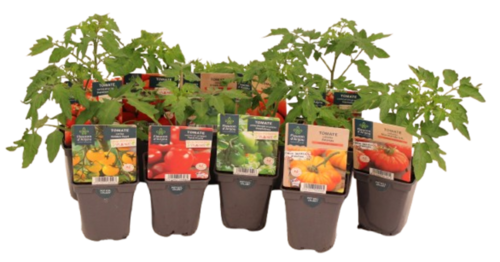 TOMATE Pot 0,5 L