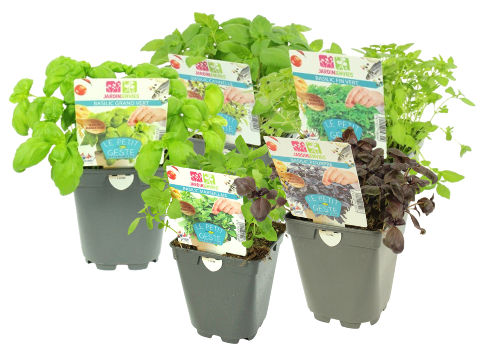 BASILIC Pot 1 L