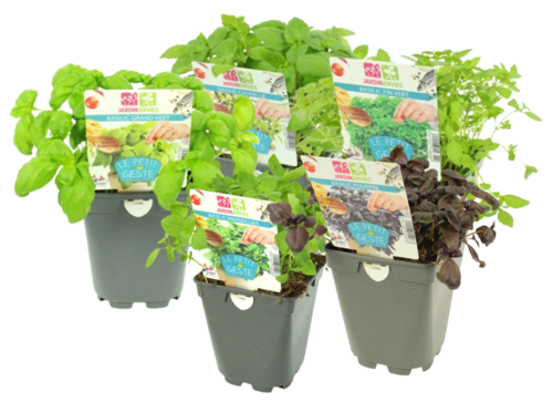 BASILIC Pot 1 L