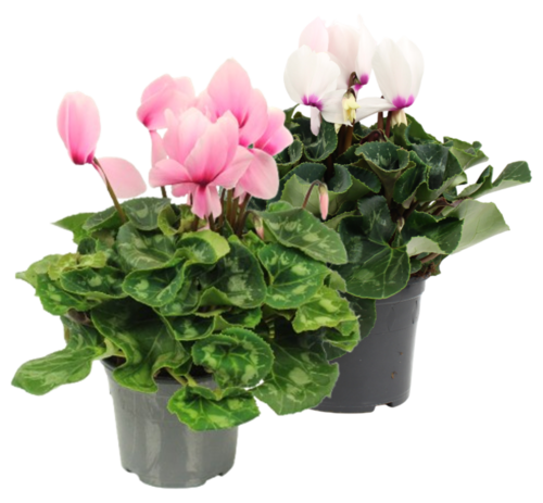 CYCLAMEN Pot 14 cm