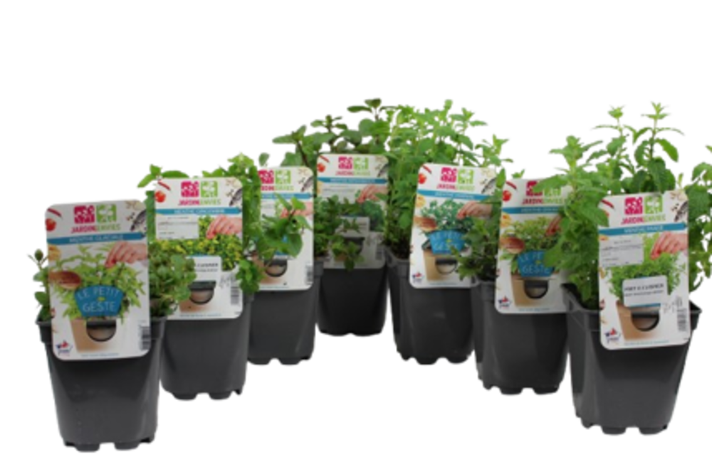 MENTHE Pot 1 L