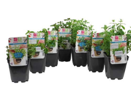 MENTHE Pot 1 L