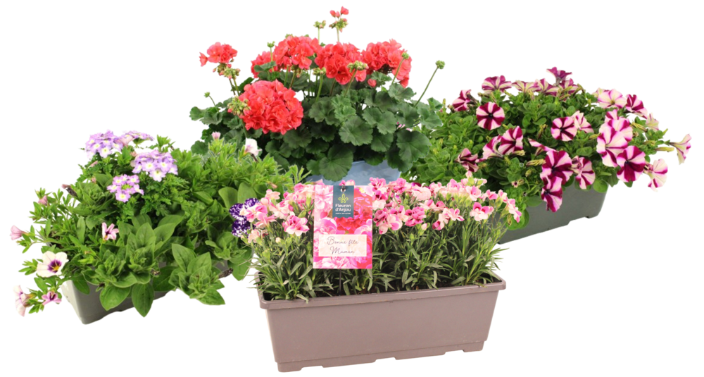 POTEES FLEURIES JARDINIERE 40 CM