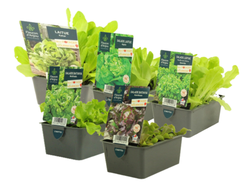SALADE BARQUETTE 12 PLANTS