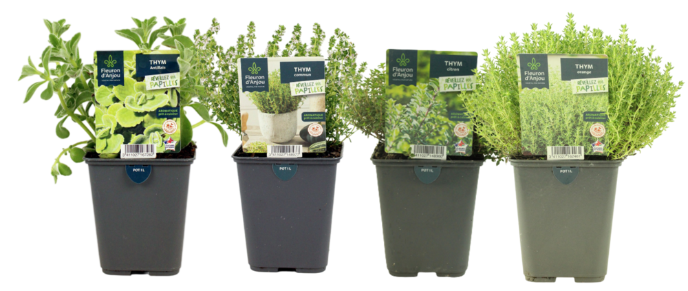 THYM Pot 1 L