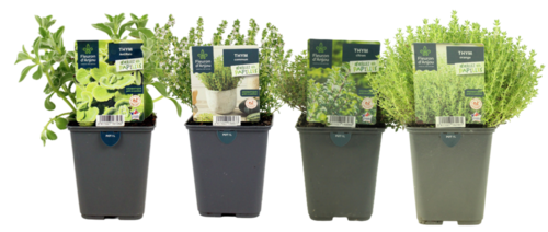THYM Pot 1 L