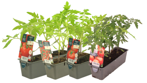 TOMATE BARQUETTE 3 PLANTS
