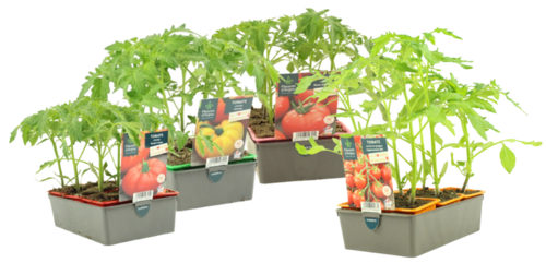 TOMATE BARQUETTE 6 PLANTS