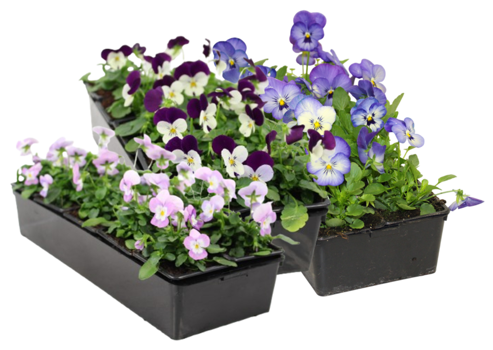 VIOLA Barq. 10 godets 7 cm