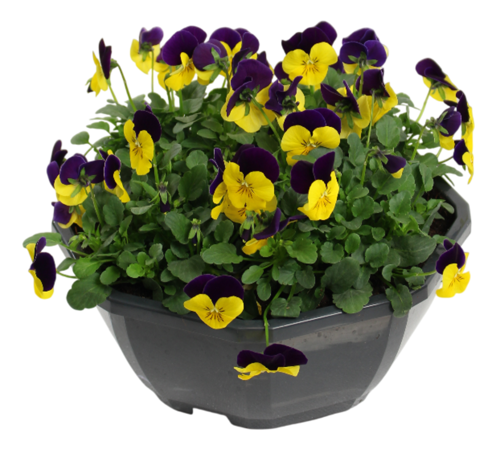 VIOLA Coupe 23 cm