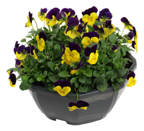 VIOLA Coupe 23 cm