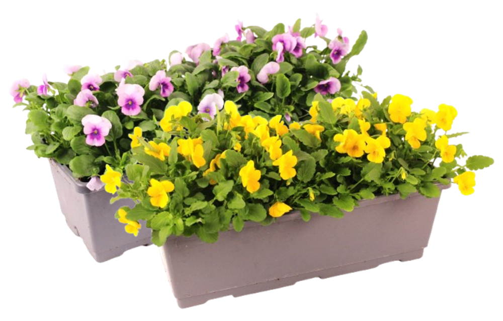 VIOLA Jard. 40 cm