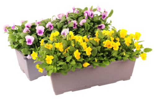 VIOLA Jard. 40 cm