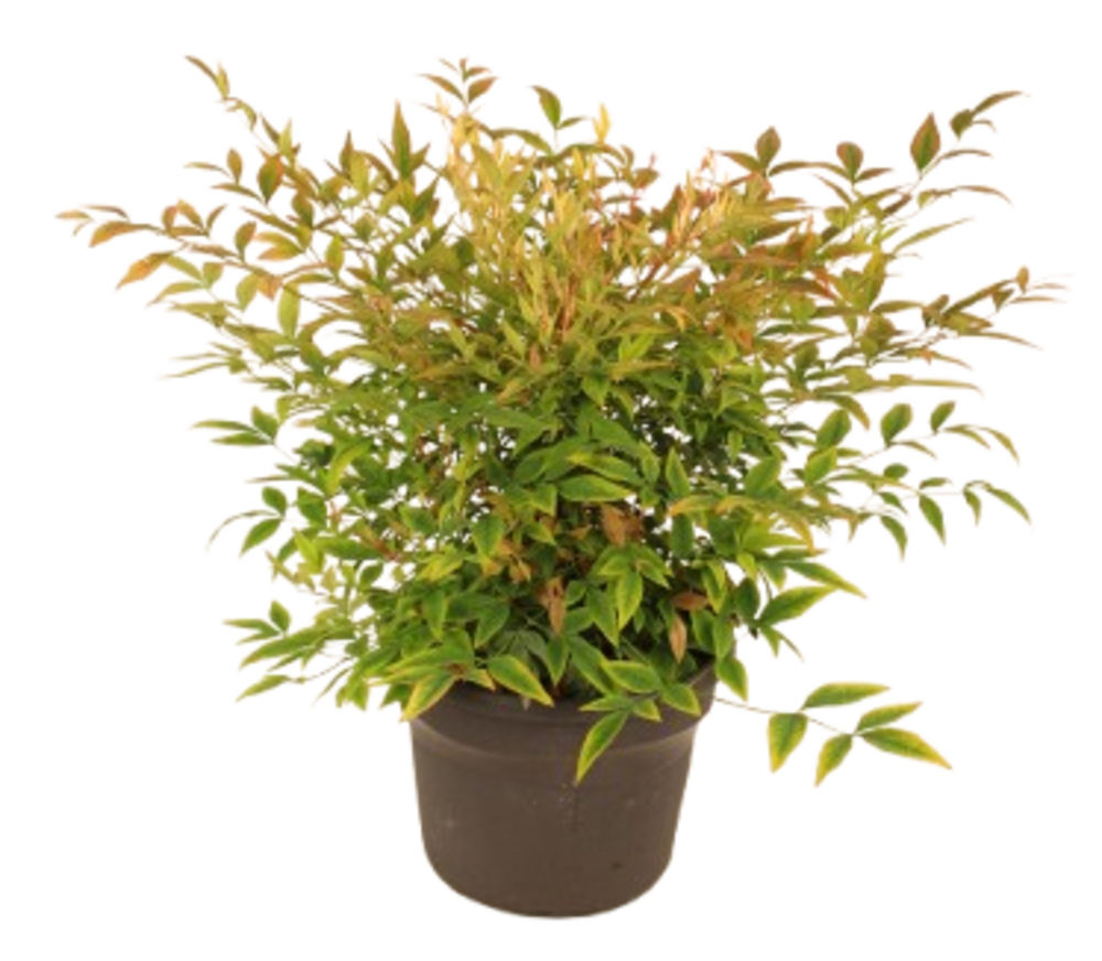 NATURAMI Pot 4,5 L