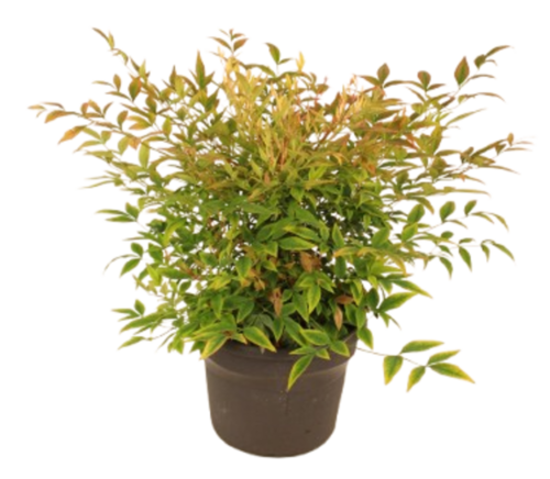 NATURAMI Pot 4,5 L
