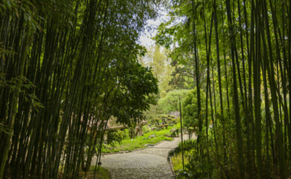 BIDIM® Bamboo Stop Pro