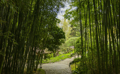 BIDIM® Bamboo Stop Pro