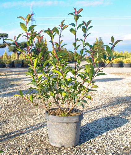 Arbustes Printemps