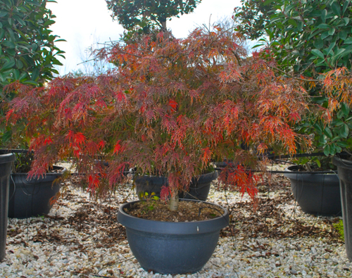 ACER