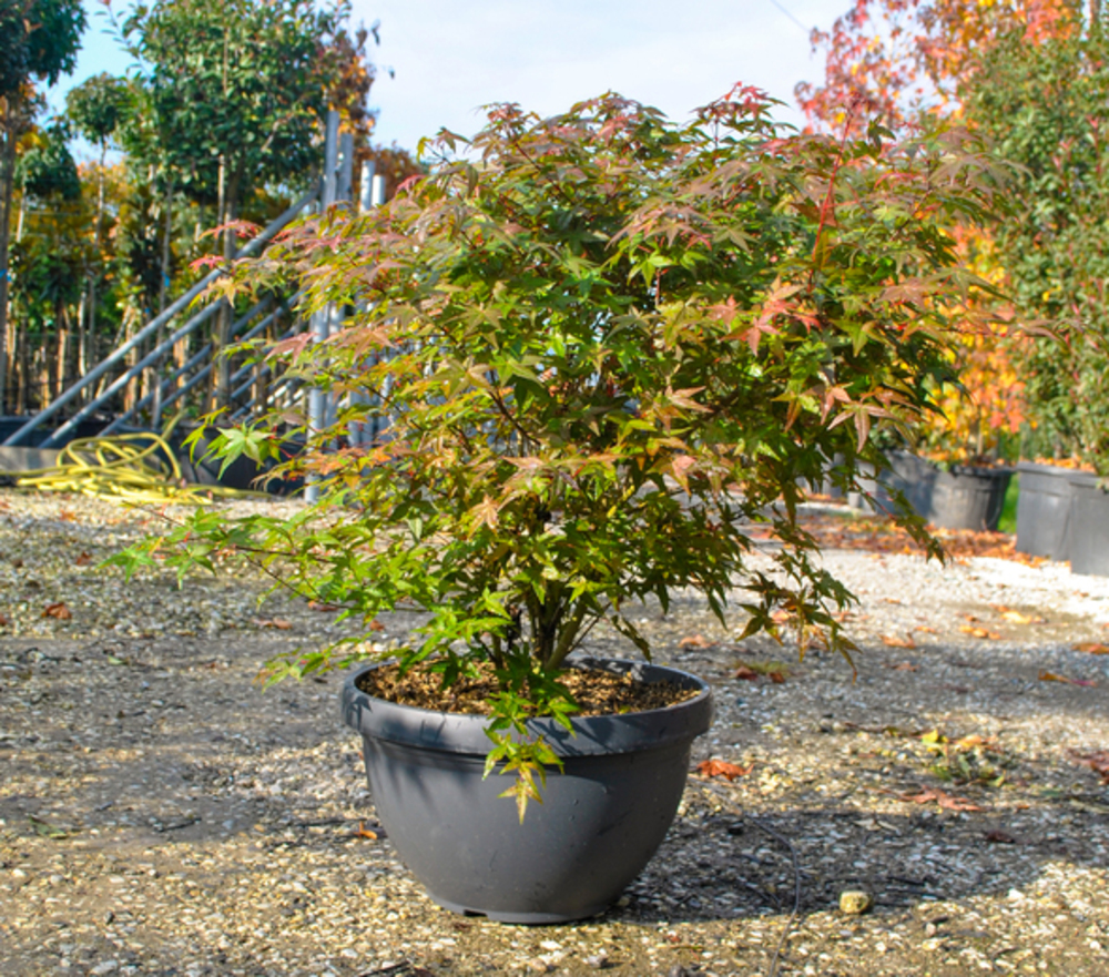 ACER