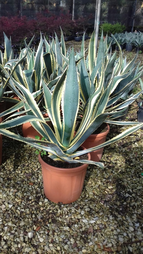 AGAVE