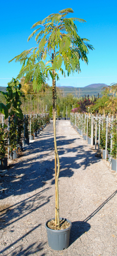 ALBIZIA
