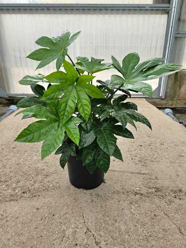 FATSIA